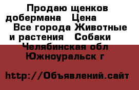 Продаю щенков добермана › Цена ­ 45 000 - Все города Животные и растения » Собаки   . Челябинская обл.,Южноуральск г.